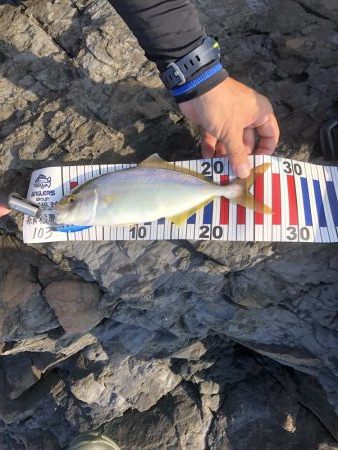 小っさいけど青物‼︎