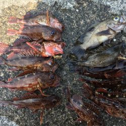寝魚祭り メバル ガシラ アイナメ 石鯛 イシガキダイ中アジ 豆アジ爆釣！