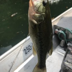 目標昼までに二桁釣るぞ