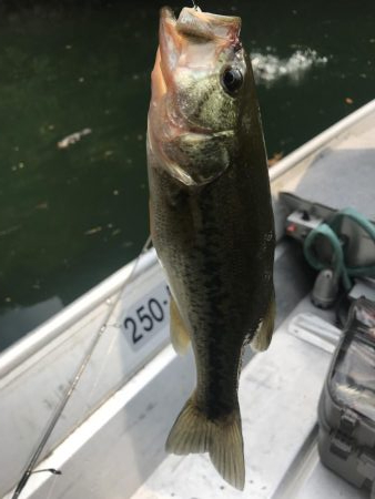 目標昼までに二桁釣るぞ