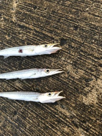 夏のライトショアジギング7