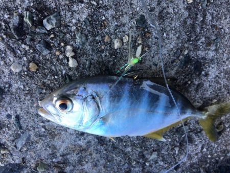 メタルマルでツバス