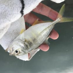 チヌポッパー最高!