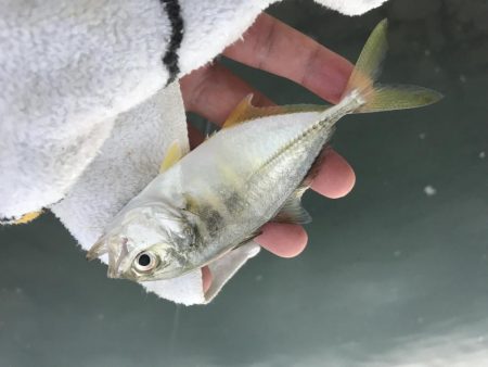 チヌポッパー最高!