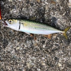 ぎりぎりハマチサイズ