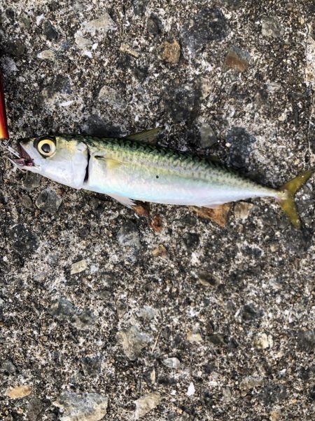 ぎりぎりハマチサイズ