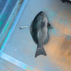 徳島県南レンタルボートでシオ