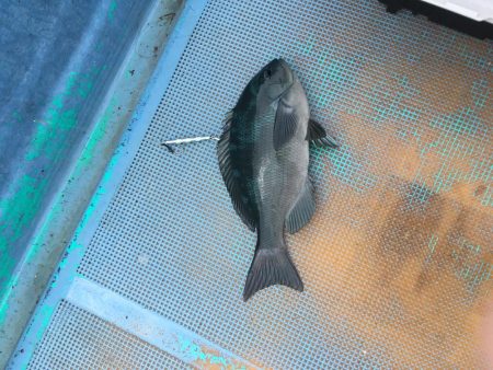 徳島県南レンタルボートでシオ