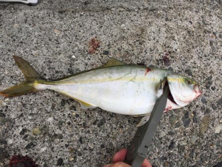 バイブレーション‼️