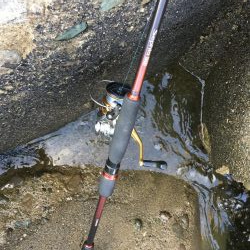 フルドラグがでていきました！