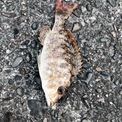 変わった魚が釣れた