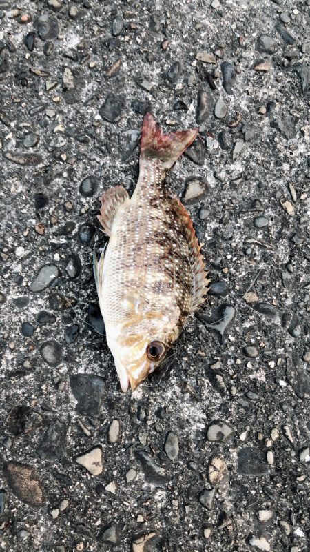 変わった魚が釣れた