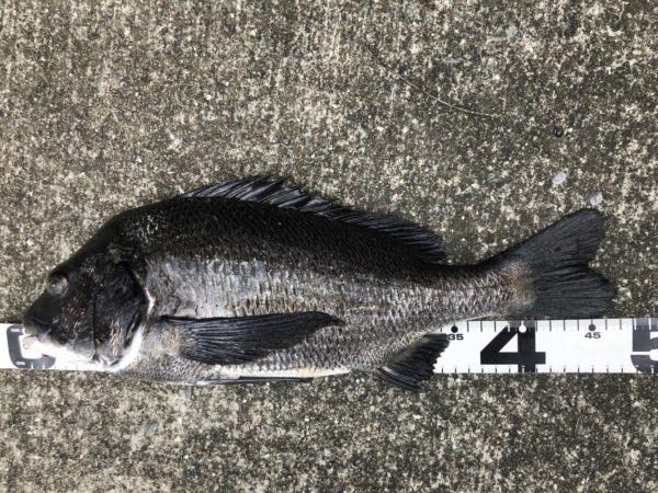 イチノ兄弟、釣果！