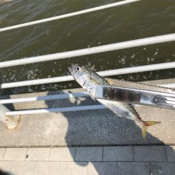 ツバスいない、タコまだいる