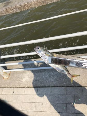 ツバスいない、タコまだいる