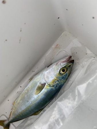 とりあえず当たりあり