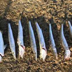 夏のライトショアジギング5