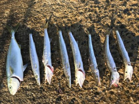 夏のライトショアジギング5