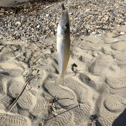 灼熱のキス釣り