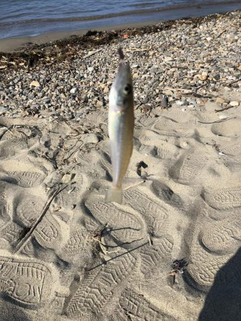 灼熱のキス釣り