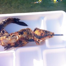 初渓流でウグイ