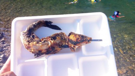 初渓流でウグイ