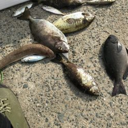 みんなが気になる筏釣り