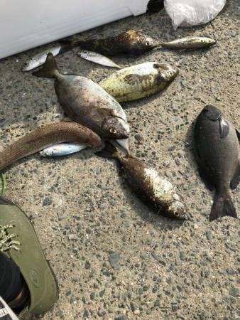 みんなが気になる筏釣り