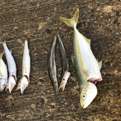 夏のライトショアジギング8