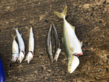 夏のライトショアジギング8