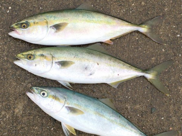 もうちょっとでハマチ