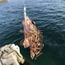 ロックフィッシュ