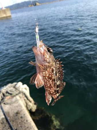 ロックフィッシュ