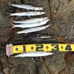 夏のロックショアキャスティング