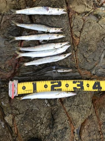 夏のロックショアキャスティング