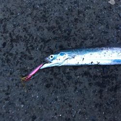 昨年末以来のタチウオ