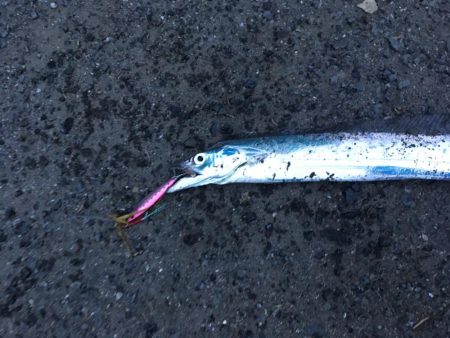 昨年末以来のタチウオ