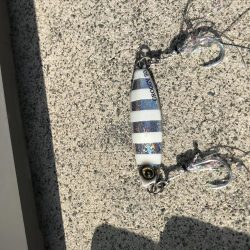 タチウオ食いたい