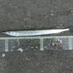 猛暑でもサヨリは絶好調