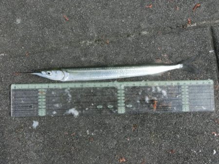 猛暑でもサヨリは絶好調