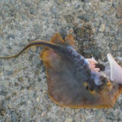 またまた４タコ