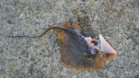 またまた４タコ