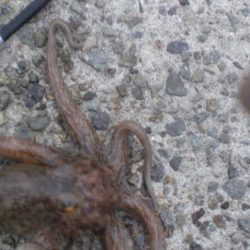 今日は大量タコ