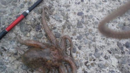 今日は大量タコ