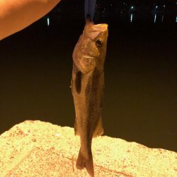 初めてのシーバス・・・フッコ?