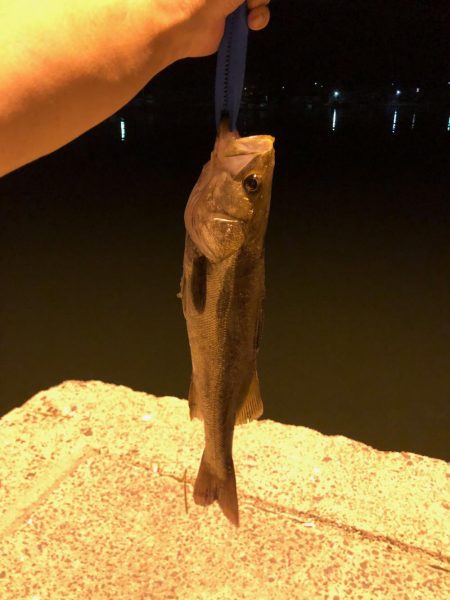 初めてのシーバス・・・フッコ?