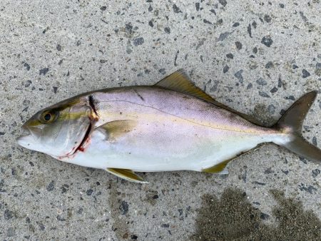 爆釣シオ！ ツバス！ カマス！