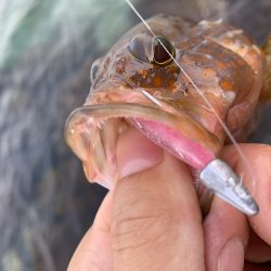 手軽にアコウ連発！