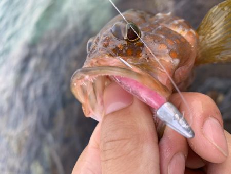 手軽にアコウ連発！