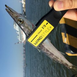 カマスフィッシング